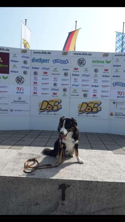 Foto's und Hundemodels-Beitrag-Bild