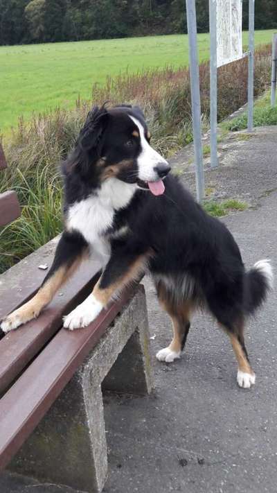 Fotochallenge Nr. 59 - Mein Hund zeigt die Zunge-Beitrag-Bild