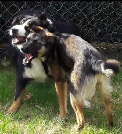 FOTOCHALLENGE - Nr. 74 Ugly Dog: Zeige das schlimmste Foto von deinem Hund-Beitrag-Bild