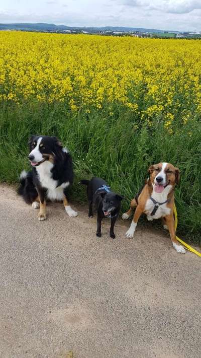 Die Dogorama Monats Challenge "Es grünt und blüht"-Beitrag-Bild