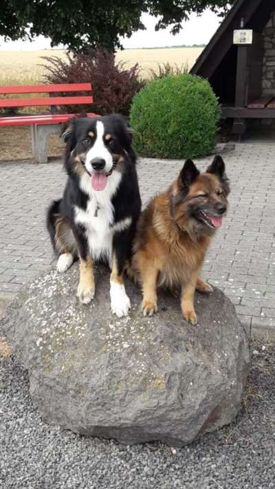 Foto's und Hundemodels-Beitrag-Bild