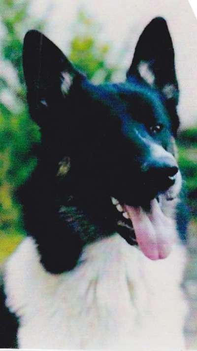 Challenge 23 : "  Euer Hund beim Frühlingserwachen "-Beitrag-Bild