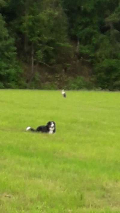 Bilder Hund und andere Tiere-Beitrag-Bild