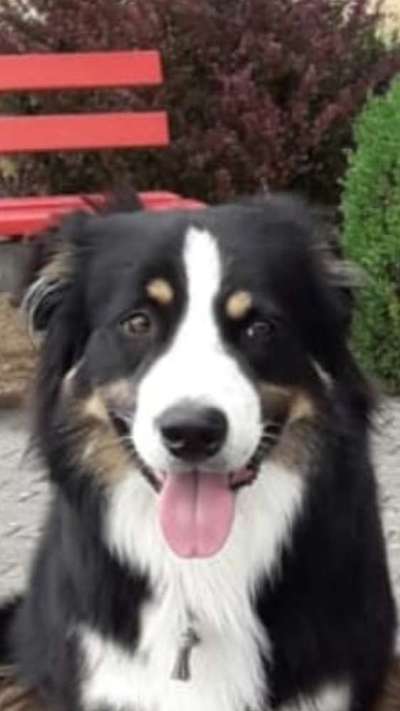 CHALLENGE NR. 19 - Der Hundeblick-Beitrag-Bild