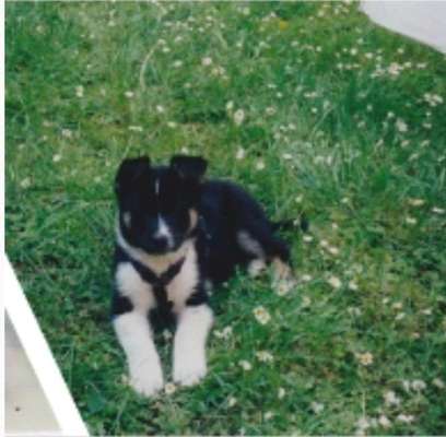 Husky Bordercollie Mischlinge-Beitrag-Bild