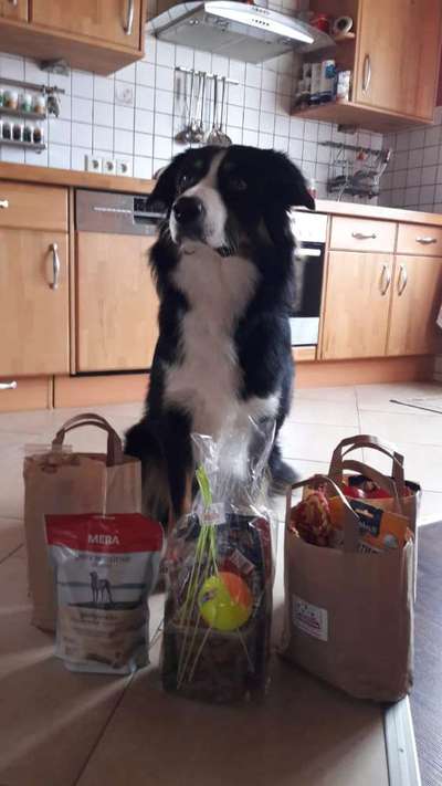 Fotochallenge 31 - Das perfekte Hundedinner-Beitrag-Bild