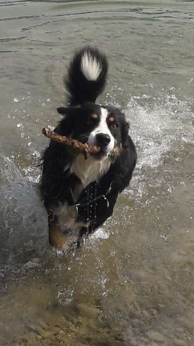 Dogorama-Monats-Challenge-Mai "Wasser"-Beitrag-Bild