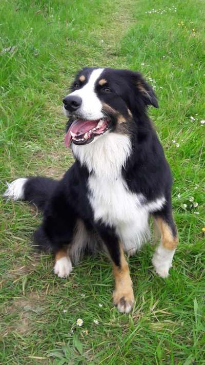 Australian Shepherd Freunde/innen-Beitrag-Bild