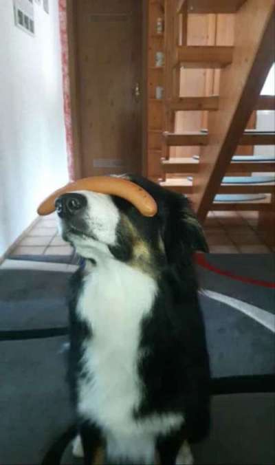 Fotochallenge Nr. 102: Futter balancieren-Beitrag-Bild