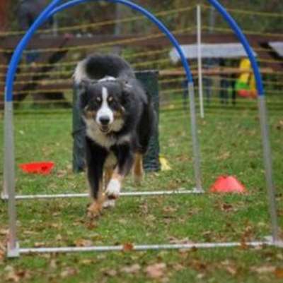 Die Dogorama Kalender Challenge Teil 1/4-Beitrag-Bild