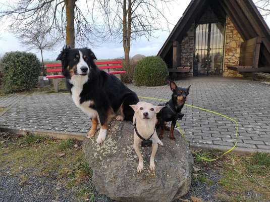 FOTOCHALLENGE 68: Dein Hund und sein bester Freund-Beitrag-Bild