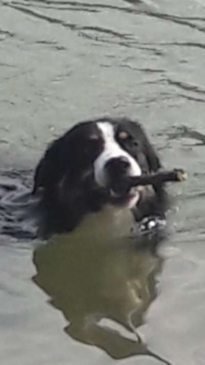 Challenge 41 - Mein Hund im Urlaub-Beitrag-Bild