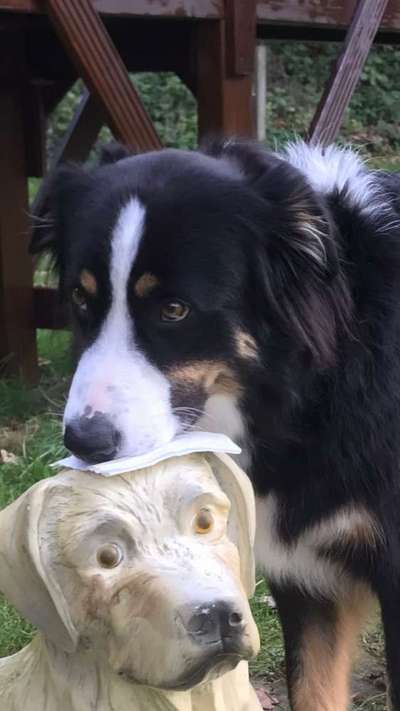 Dogorama Photo Challenge - Hundeblick zum hinschmelzen-Beitrag-Bild