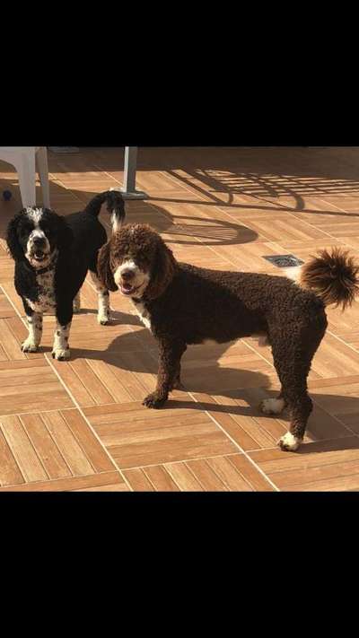 Lagotto Romagnolo Besitzer-Beitrag-Bild