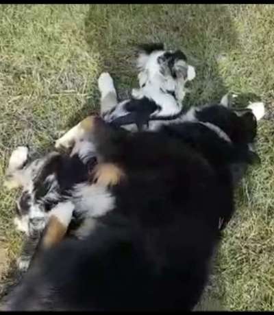 Bester Freund, Hundekumpel - zeigt her!-Beitrag-Bild