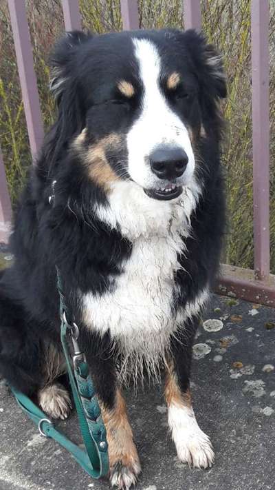 Aussies-Beitrag-Bild