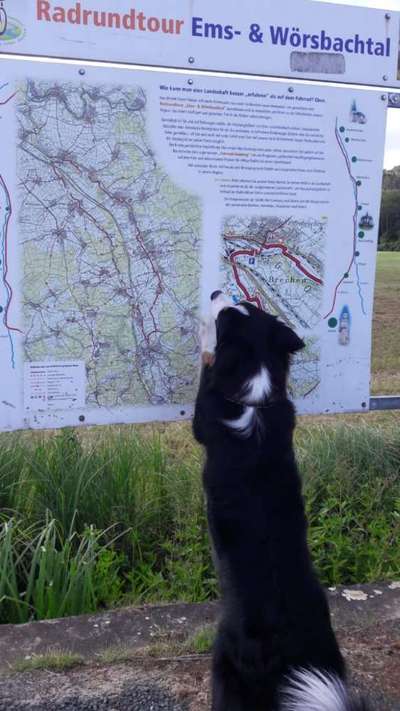 Fotochallenge No. 26                                     Wald und Wiese-Beitrag-Bild