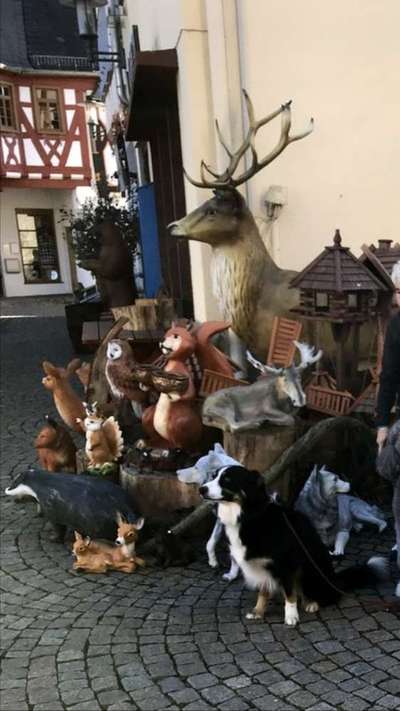 Fotochallenge Nr. 51 "Euer Hund mit anderen Tieren"-Beitrag-Bild