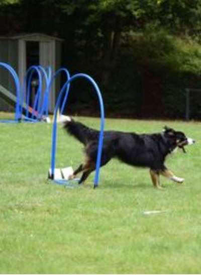 Fotochallenge 66 ~ Rennaction -Zeig deinen Hund im Lauf-Beitrag-Bild