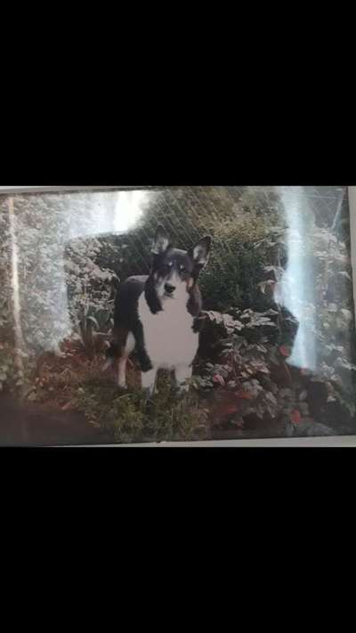 euer ältester Hund ?-Beitrag-Bild