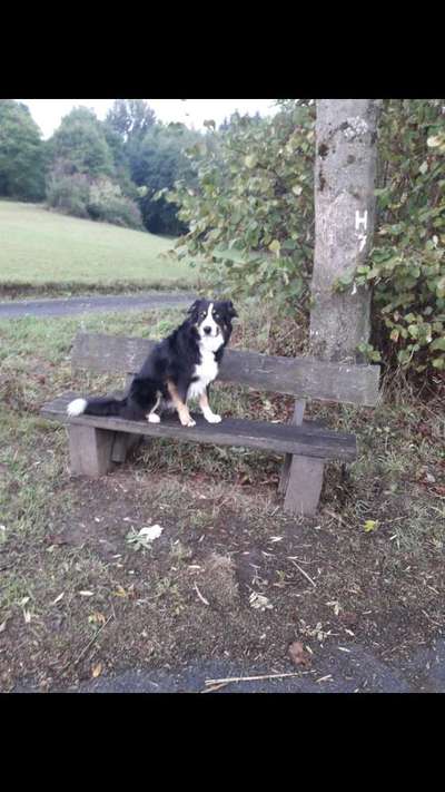 Gibt's hier noch mehr Border Collies???-Beitrag-Bild