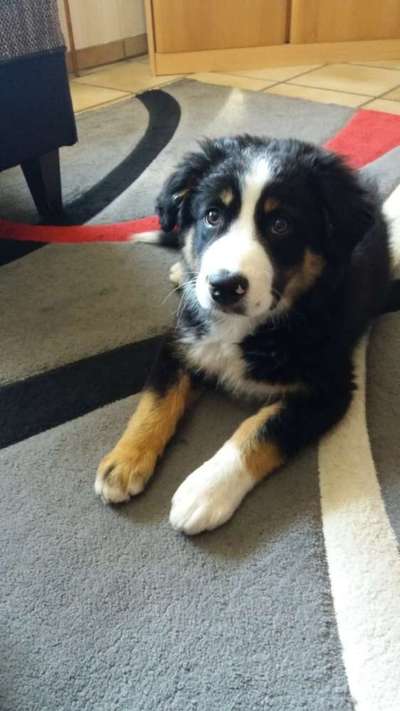 Als Welpen sind sie alle noch süßer-Beitrag-Bild