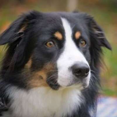 Australian Shepherd Mix-Beitrag-Bild