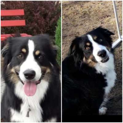 Lustigsten Grimassen von euren Hunden-Beitrag-Bild