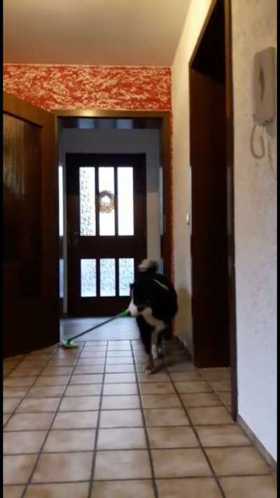 Challenge Nr. 20 - Mein Hund, der Dieb-Beitrag-Bild