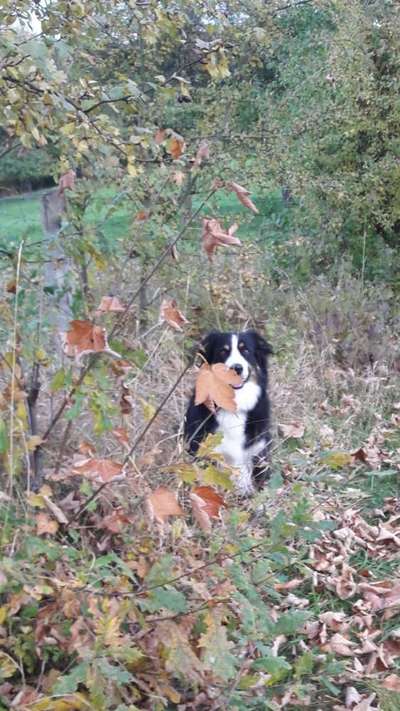 Fotochallenge Nr 55  -  Hund im November--Beitrag-Bild