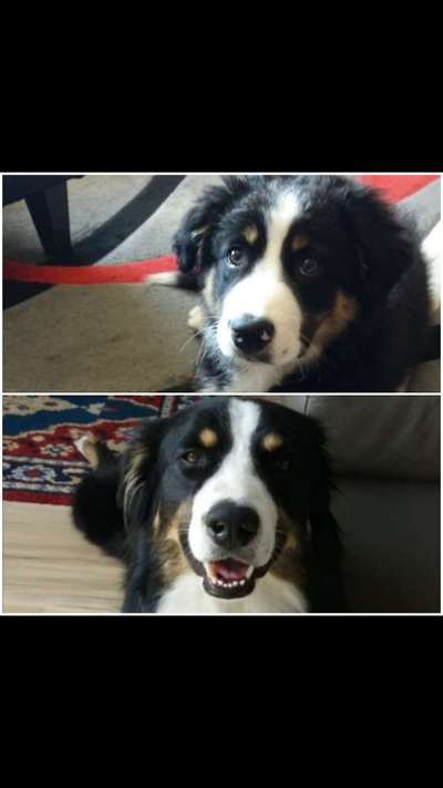 Aussies-Beitrag-Bild