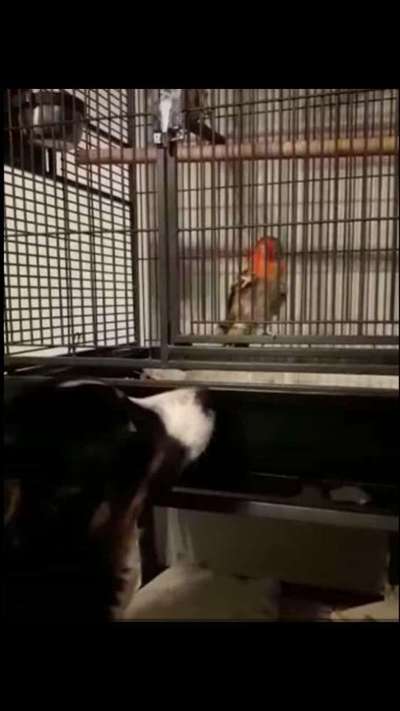 Bilder Hund und andere Tiere-Beitrag-Bild