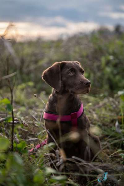 Labradorfans-Beitrag-Bild