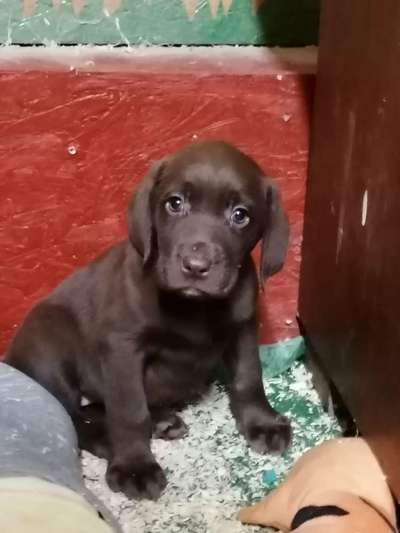 Welpen Bilder !-Beitrag-Bild