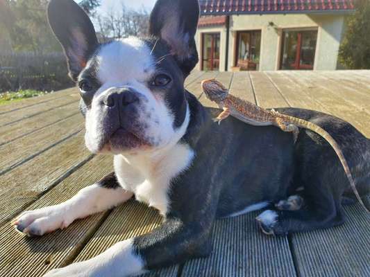 Französische Bulldoggen-Beitrag-Bild