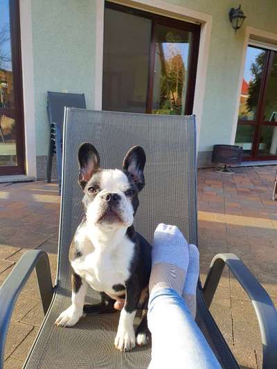 Französische Bulldoggen-Beitrag-Bild