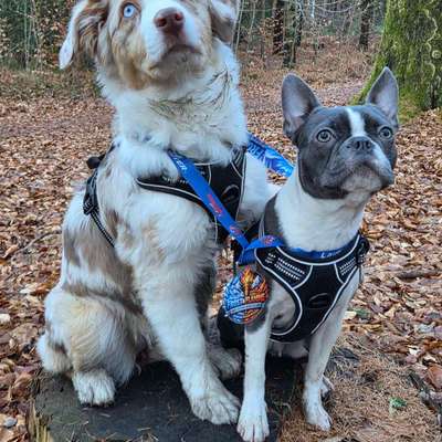 aktuelles Foto Gruppe Australian Shepherd
