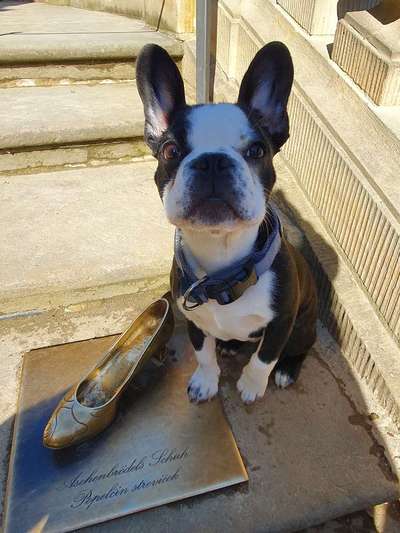 Französische Bulldoggen-Beitrag-Bild