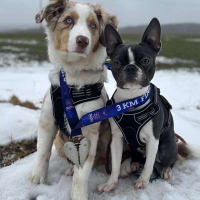 aktuelles Foto Gruppe Australian Shepherd