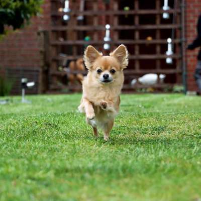 Hundetreffen-Kleinhunde treff-Profilbild