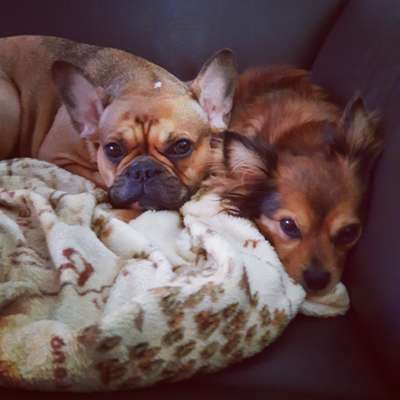 BIG LOVE :) mit 2 Hunden❣️-Beitrag-Bild