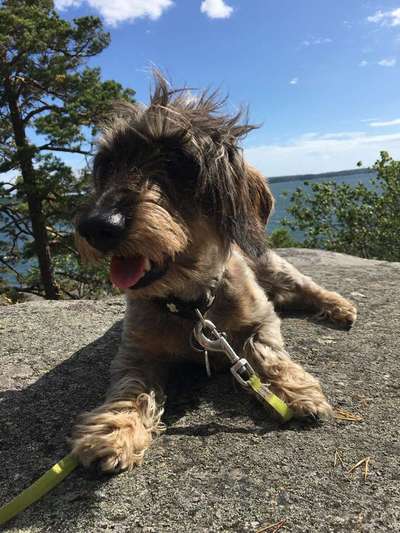 Dein Hund im Dogorama-Kalender 2021-Beitrag-Bild