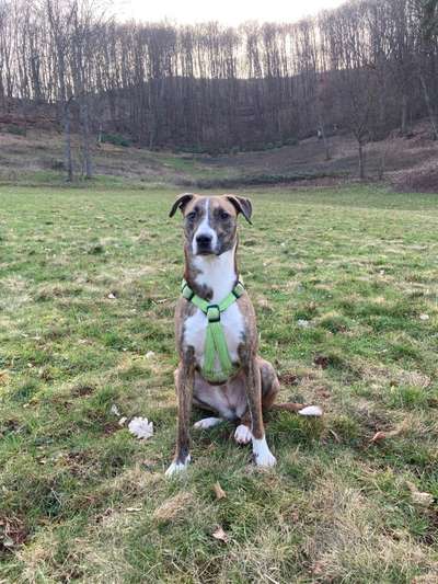 Seltene Rassen!-Beitrag-Bild