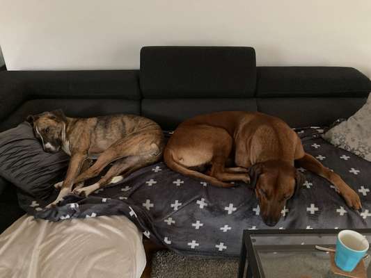 Windhunde - Treffen der besonderen Schönheiten
HERZLICH WILLKOMMEN-Beitrag-Bild