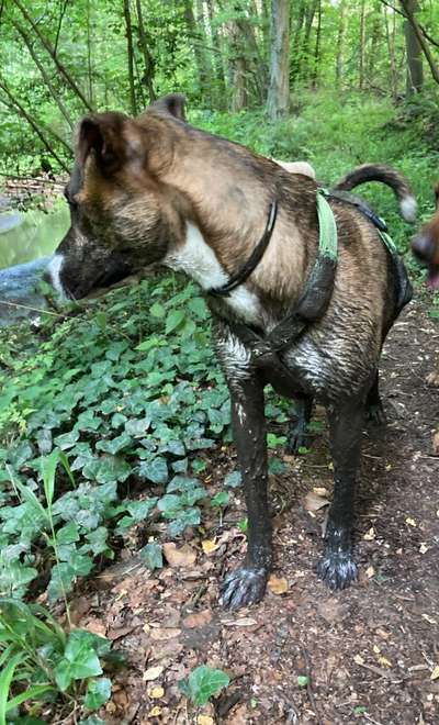 Windhunde - Treffen der besonderen Schönheiten
HERZLICH WILLKOMMEN-Beitrag-Bild