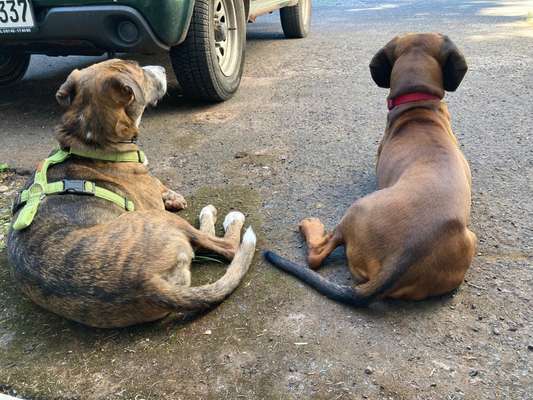 Seltene Rassen!-Beitrag-Bild