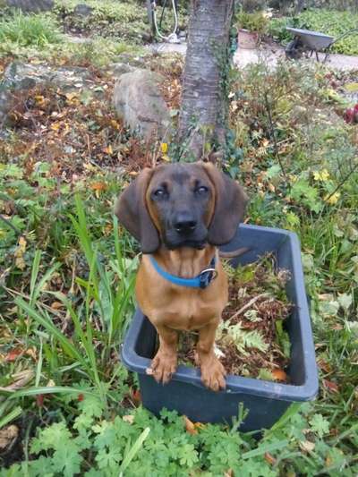 Seltene Rassen!-Beitrag-Bild