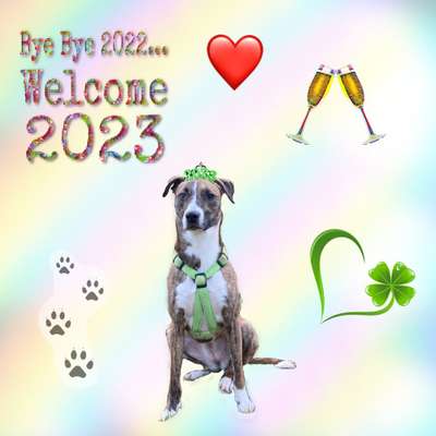 Windhunde - Treffen der besonderen Schönheiten
HERZLICH WILLKOMMEN-Beitrag-Bild