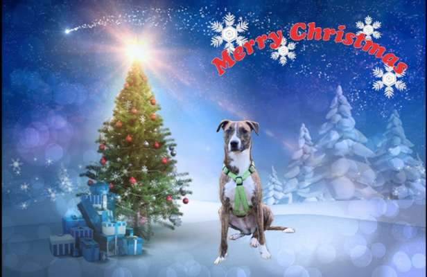 Windhunde - Treffen der besonderen Schönheiten
HERZLICH WILLKOMMEN-Beitrag-Bild