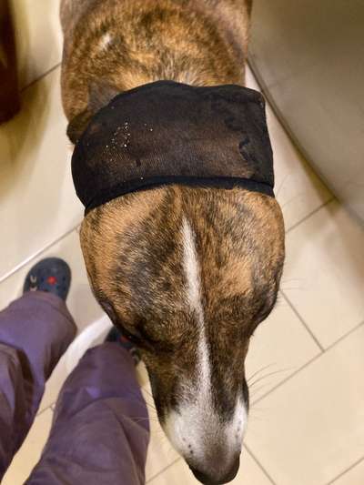 Windhunde - Treffen der besonderen Schönheiten
HERZLICH WILLKOMMEN-Beitrag-Bild